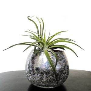 Planta de la libertad