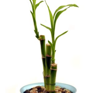 Planta del conocimiento