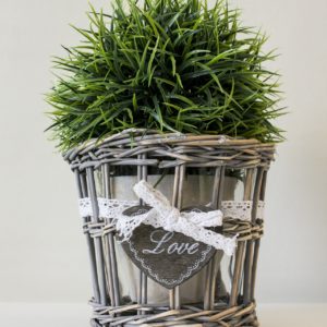 Planta de la alegría