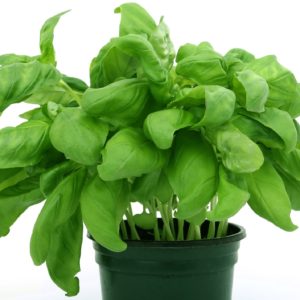 Planta de la esperanza